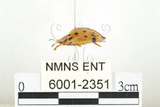 中文名:大黑星龜金花蟲(6001-2351)學名:Aspidomorpha miliaris (Fabricius, 1775)(6001-2351)