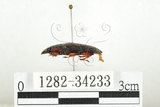 中文名:大吸木蟲(1282-34233)學名:Helota thoracica Ritsema, 1895(1282-34233)