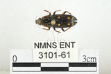 中文名:大吸木蟲(3101-61)學名:Helota thoracica Ritsema, 1895(3101-61)