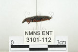 中文名:大吸木蟲(3101-112)學名:Helota thoracica Ritsema, 1895(3101-112)