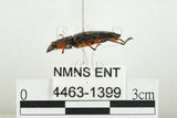 中文名:大吸木蟲(4463-1399)學名:Helota thoracica Ritsema, 1895(4463-1399)