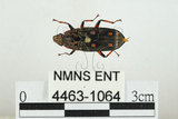 中文名:大吸木蟲(4463-1064)學名:Helota thoracica Ritsema, 1895(4463-1064)