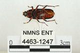 中文名:大吸木蟲(4463-1247)學名:Helota thoracica Ritsema, 1895(4463-1247)
