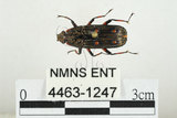 中文名:大吸木蟲(4463-1247)學名:Helota thoracica Ritsema, 1895(4463-1247)