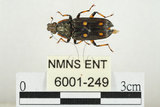 中文名:大吸木蟲(6001-249)學名:Helota thoracica Ritsema, 1895(6001-249)
