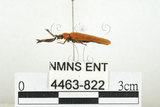 中文名:橙櫛角蟲(4463-822)學名:Simianus melanocephalus (van Emden, 1924)(4463-822)