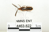 中文名:橙櫛角蟲(4463-822)學名:Simianus melanocephalus (van Emden, 1924)(4463-822)