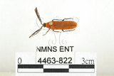 中文名:橙櫛角蟲(4463-822)學名:Simianus melanocephalus (van Emden, 1924)(4463-822)