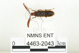 中文名:橙櫛角蟲(4463-2043)學名:Simianus melanocephalus (van Emden, 1924)(4463-2043)