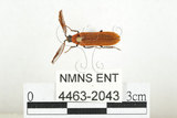 中文名:橙櫛角蟲(4463-2043)學名:Simianus melanocephalus (van Emden, 1924)(4463-2043)