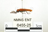 中文名:橙櫛角蟲(6455-25)學名:Simianus melanocephalus (van Emden, 1924)(6455-25)