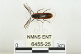 中文名:橙櫛角蟲(6455-25)學名:Simianus melanocephalus (van Emden, 1924)(6455-25)