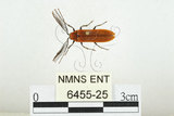 中文名:橙櫛角蟲(6455-25)學名:Simianus melanocephalus (van Emden, 1924)(6455-25)
