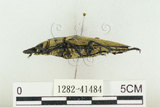 中文名:蓬萊擬鍬形蟲(1282-41484)學名:Trictenotoma formosana Kriesche, 1919(1282-41484)中文別名:臺灣擬鍬形蟲