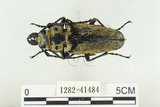 中文名:蓬萊擬鍬形蟲(1282-41484)學名:Trictenotoma formosana Kriesche, 1919(1282-41484)中文別名:臺灣擬鍬形蟲