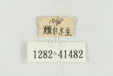 中文名:蓬萊擬鍬形蟲(1282-41...