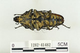 中文名:蓬萊擬鍬形蟲(1282-41482)學名:Trictenotoma formosana Kriesche, 1919(1282-41482)中文別名:臺灣擬鍬形蟲