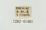 中文名:蓬萊擬鍬形蟲(1282-41...