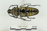 中文名:蓬萊擬鍬形蟲(1282-41481)學名:Trictenotoma formosana Kriesche, 1919(1282-41481)中文別名:臺灣擬鍬形蟲