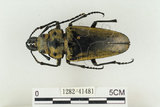 中文名:蓬萊擬鍬形蟲(1282-41481)學名:Trictenotoma formosana Kriesche, 1919(1282-41481)中文別名:臺灣擬鍬形蟲