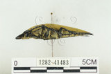 中文名:蓬萊擬鍬形蟲(1282-41483)學名:Trictenotoma formosana Kriesche, 1919(1282-41483)中文別名:臺灣擬鍬形蟲