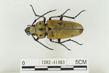 中文名:蓬萊擬鍬形蟲(1282-41483)學名:Trictenotoma formosana Kriesche, 1919(1282-41483)中文別名:臺灣擬鍬形蟲