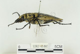 中文名:蓬萊擬鍬形蟲(1282-41485)學名:Trictenotoma formosana Kriesche, 1919(1282-41485)中文別名:臺灣擬鍬形蟲