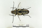 中文名:蓬萊擬鍬形蟲(1282-41485)學名:Trictenotoma formosana Kriesche, 1919(1282-41485)中文別名:臺灣擬鍬形蟲