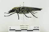 中文名:蓬萊擬鍬形蟲(2948-597)學名:Trictenotoma formosana Kriesche, 1919(2948-597)中文別名:臺灣擬鍬形蟲