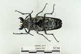 中文名:蓬萊擬鍬形蟲(2948-597)學名:Trictenotoma formosana Kriesche, 1919(2948-597)中文別名:臺灣擬鍬形蟲