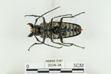 中文名:蓬萊擬鍬形蟲(3034-34)學名:Trictenotoma formosana Kriesche, 1919(3034-34)中文別名:臺灣擬鍬形蟲