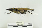 中文名:蓬萊擬鍬形蟲(6001-259)學名:Trictenotoma formosana Kriesche, 1919(6001-259)中文別名:臺灣擬鍬形蟲
