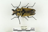 中文名:蓬萊擬鍬形蟲(6001-259)學名:Trictenotoma formosana Kriesche, 1919(6001-259)中文別名:臺灣擬鍬形蟲