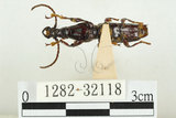 中文名:黃紋三錐象鼻蟲(1282-32118)學名:Baryrrhynchus poweri Roelofs, 1879(1282-32118)
