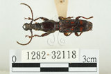 中文名:黃紋三錐象鼻蟲(1282-32118)學名:Baryrrhynchus poweri Roelofs, 1879(1282-32118)