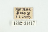 中文名:黃紋三錐象鼻蟲(1282-3...