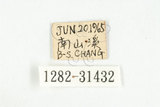 中文名:黃紋三錐象鼻蟲(1282-3...