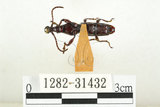 中文名:黃紋三錐象鼻蟲(1282-31432)學名:Baryrrhynchus poweri Roelofs, 1879(1282-31432)