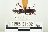 中文名:黃紋三錐象鼻蟲(1282-31432)學名:Baryrrhynchus poweri Roelofs, 1879(1282-31432)