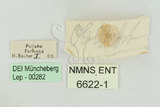 中文名:大樺斑蝶(6622-1)學名:Danaus plexippus (Linnaeus, 1758)(6622-1)