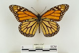 中文名:大樺斑蝶(6622-2)學名:Danaus plexippus (Linnaeus, 1758)(6622-2)