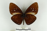 中文名:大紫斑蝶(6622-3)學名:Euploea phaenareta juvia Fruhstorfer, 1908(6622-3)
