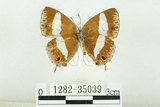 中文名:台灣單帶小灰蝶(1282-35039)學名:Euaspa milionia formosana Nomura, 1931(1282-35039)