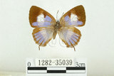 中文名:台灣單帶小灰蝶(1282-35039)學名:Euaspa milionia formosana Nomura, 1931(1282-35039)