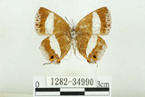 中文名:台灣單帶小灰蝶(1282-34990)學名:Euaspa milionia formosana Nomura, 1931(1282-34990)