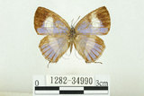 中文名:台灣單帶小灰蝶(1282-34990)學名:Euaspa milionia formosana Nomura, 1931(1282-34990)