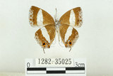 中文名:台灣單帶小灰蝶(1282-35025)學名:Euaspa milionia formosana Nomura, 1931(1282-35025)