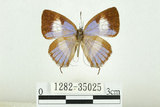 中文名:台灣單帶小灰蝶(1282-35025)學名:Euaspa milionia formosana Nomura, 1931(1282-35025)