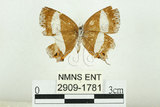 中文名:台灣單帶小灰蝶(2909-1781)學名:Euaspa milionia formosana Nomura, 1931(2909-1781)