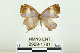 中文名:台灣單帶小灰蝶(2909-1781)學名:Euaspa milionia formosana Nomura, 1931(2909-1781)